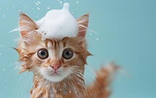 Cat grooming session